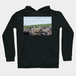 Puffins colony on the Farne islands, Northumberland, UK Hoodie